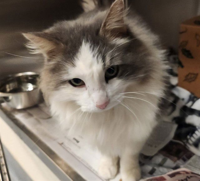 OLLIE - Domestic Long Hair available for adoption