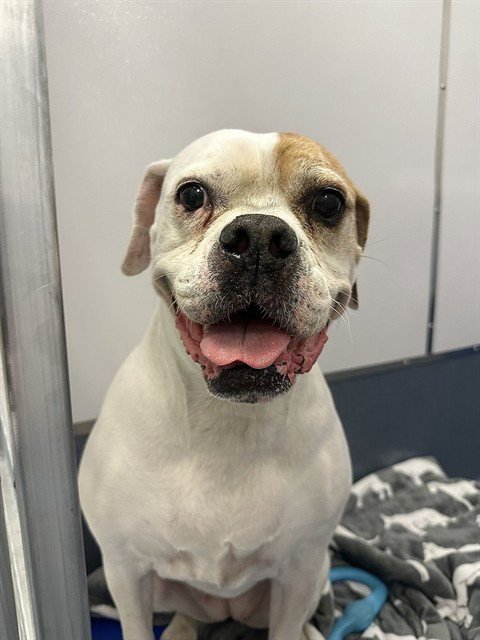 ELLIE - Boxer available for adoption
