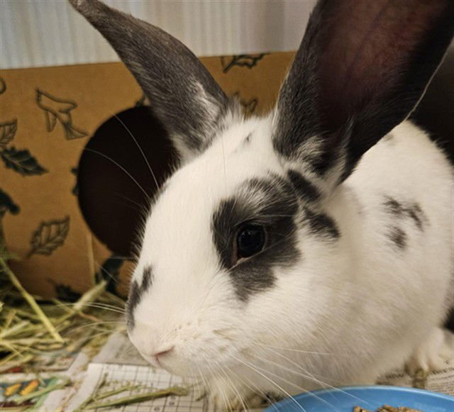 COOKIE - English Spot available for adoption