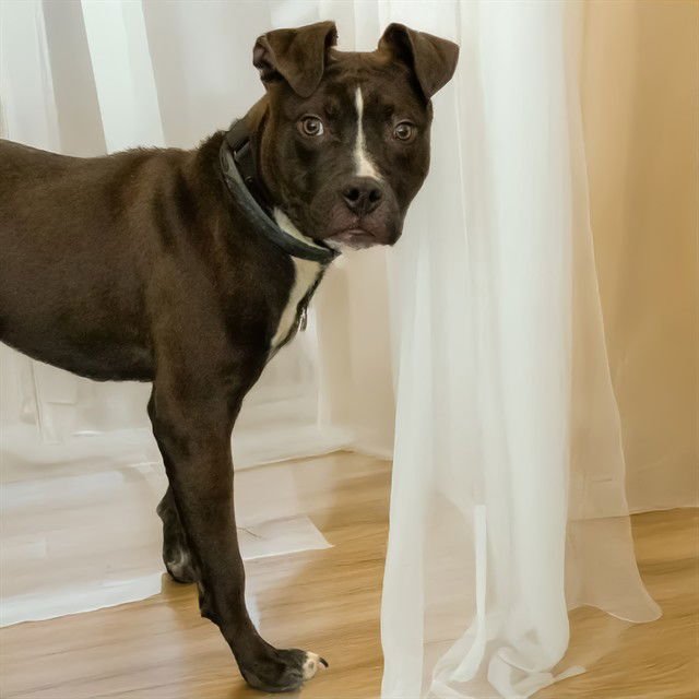 JOEY - Pit Bull Terrier available for adoption