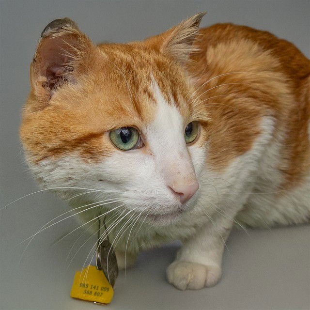 FROZONE - Domestic Short Hair available for adoption