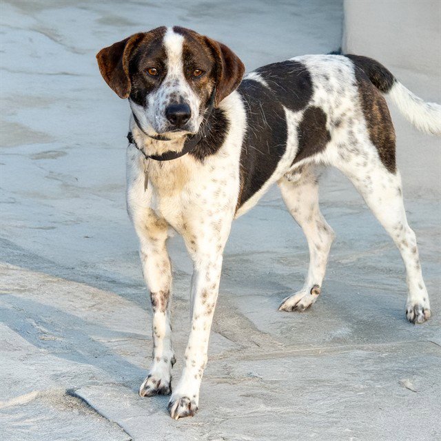 SPARKY - Treeing Walker Coonhound available for adoption