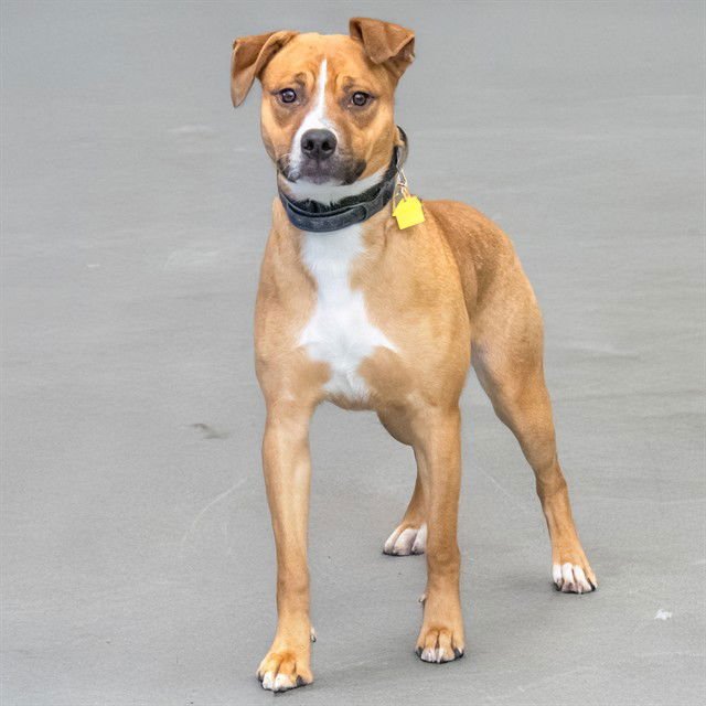 VALERIE - Australian Cattle Dog/Blue Heeler available for adoption