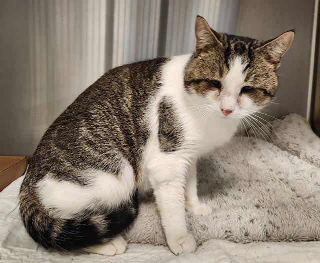 GREYSON - Domestic Short Hair available for adoption