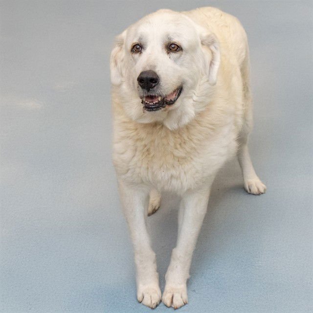 EVA - Great Pyrenees available for adoption