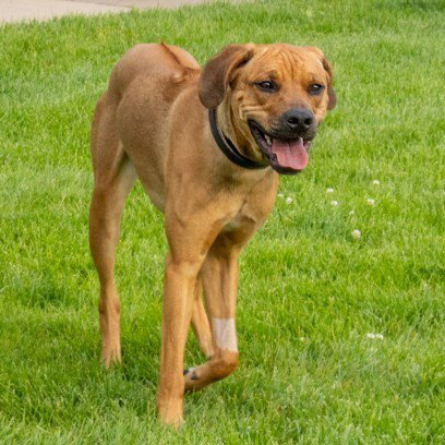 THOR - Rhodesian Ridgeback available for adoption