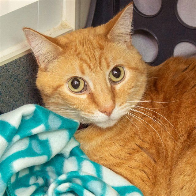 WILLIE - Domestic Short Hair available for adoption