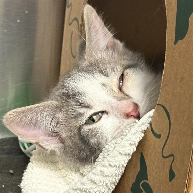 DRUMMER - Domestic Short Hair available for adoption