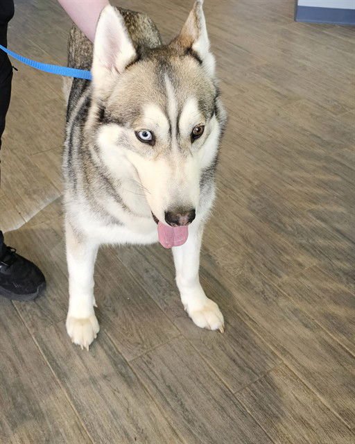 LOBO - Siberian Husky available for adoption