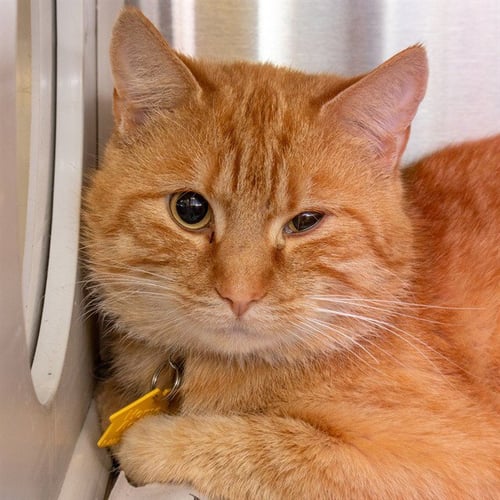 RILEY - Domestic Short Hair available for adoption