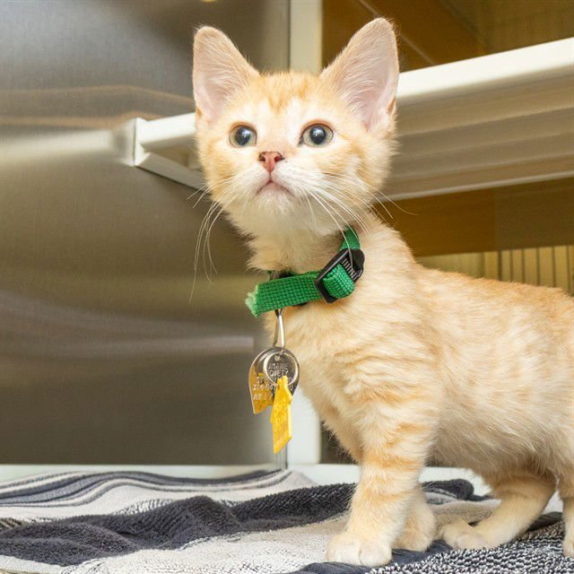 CREEK - Domestic Short Hair available for adoption