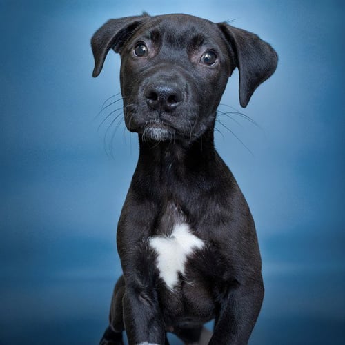 ARNOLD - Labrador Retriever available for adoption