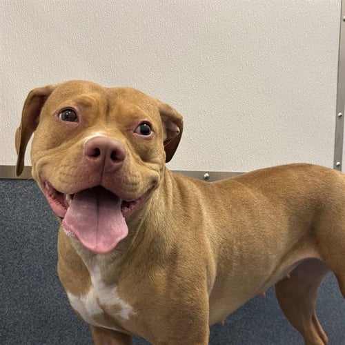 NORA - Pit Bull Terrier available for adoption