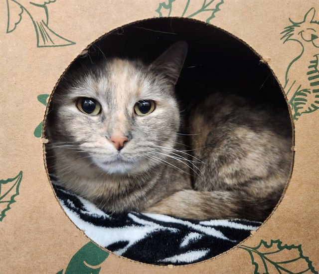 LUNA - Domestic Short Hair available for adoption