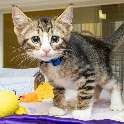 HICKORY - Domestic Short Hair available for adoption