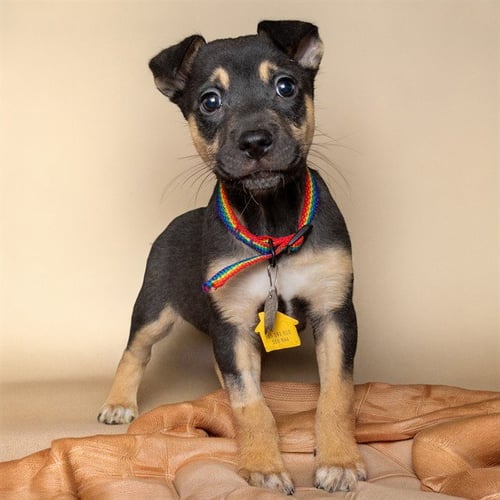 LINEN - Australian Cattle Dog/Blue Heeler available for adoption