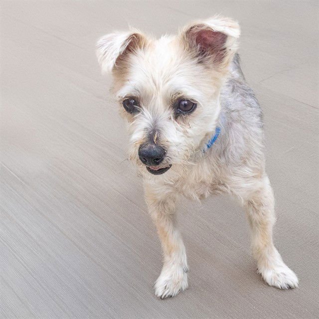 TREASURE - Yorkshire Terrier Yorkie / Maltese available for adoption