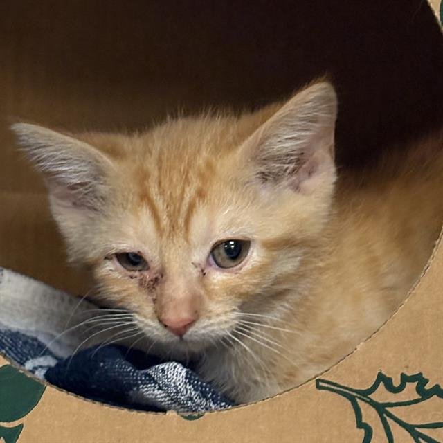 TURTLE DOVE - Domestic Short Hair available for adoption