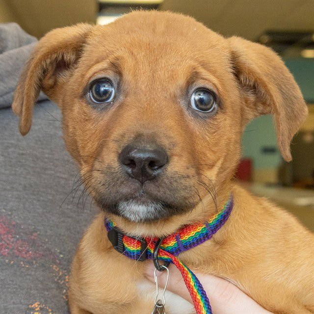 SABINE - Labrador Retriever / German Shepherd Dog available for adoption