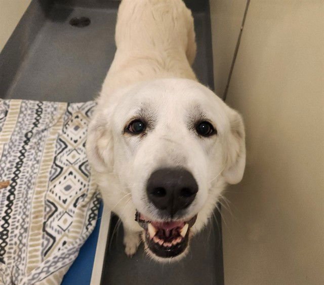 EVA - Great Pyrenees available for adoption
