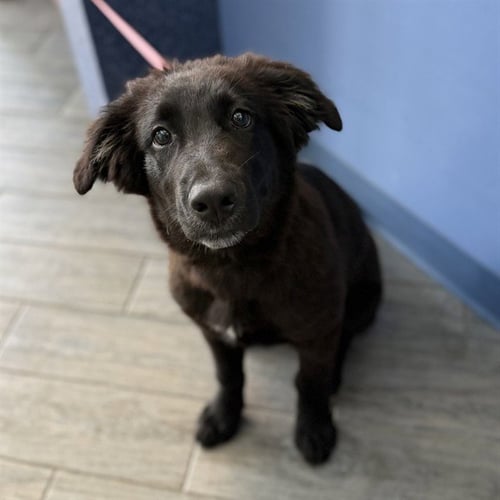 JIMOTHY - German Shepherd Dog available for adoption