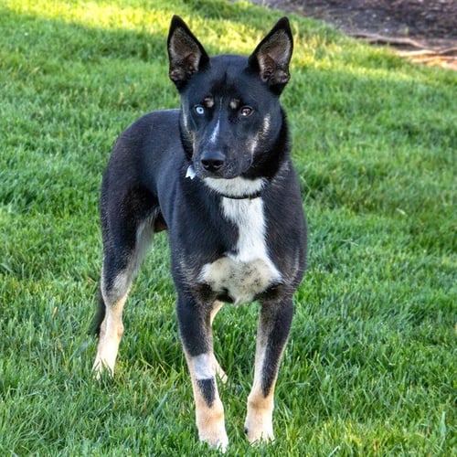 WALDO - Siberian Husky / German Shepherd Dog available for adoption