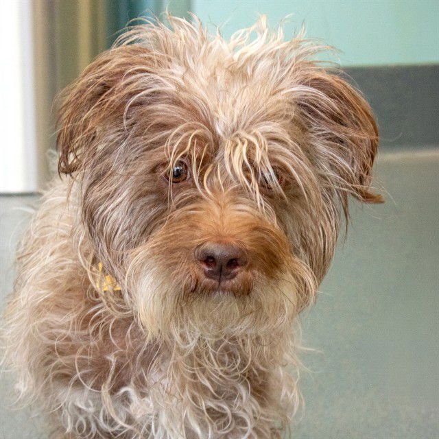 ISAIAH - Cairn Terrier available for adoption