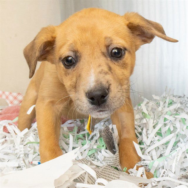 WILLOW - Catahoula Leopard Dog available for adoption