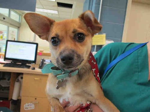 GIZMO - Chihuahua / Beagle available for adoption