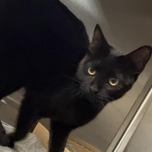 LUNA - Domestic Short Hair available for adoption