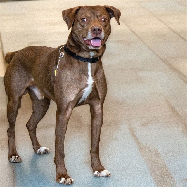 JAVA - Labrador Retriever available for adoption