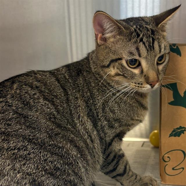 RING - Domestic Short Hair available for adoption