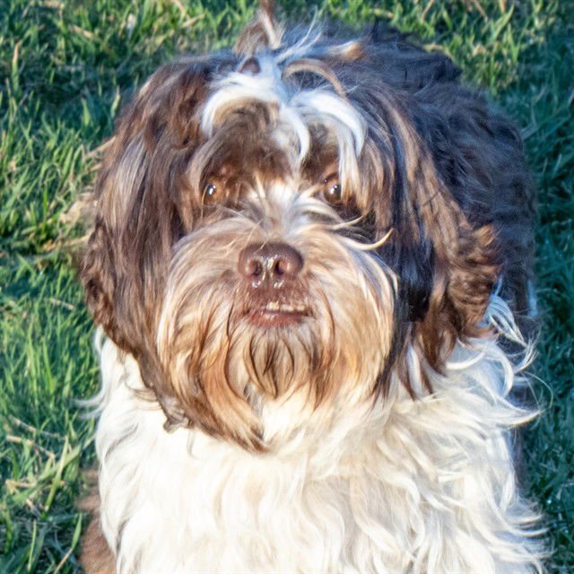 WICKET - Lhasa Apso available for adoption