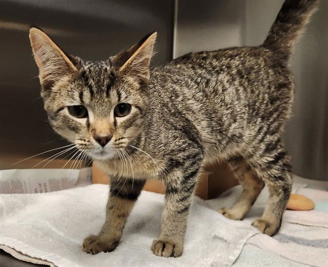 RIFF - Domestic Short Hair available for adoption