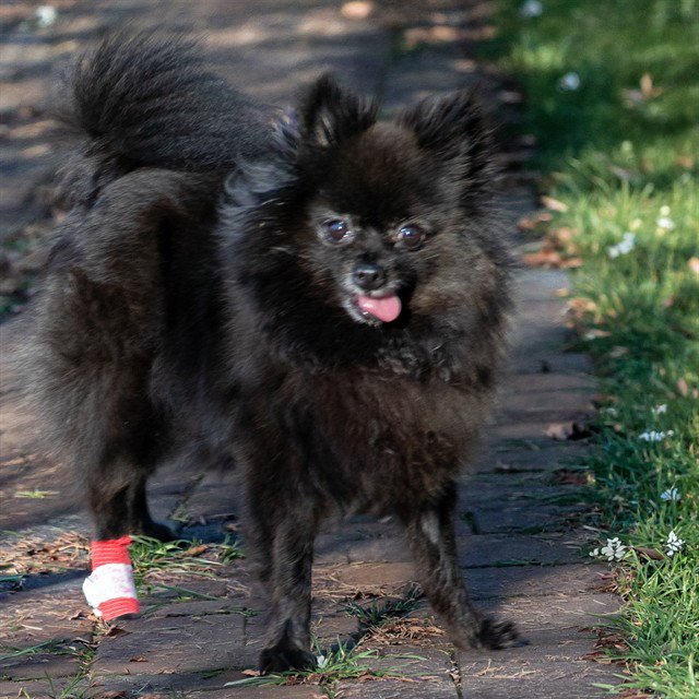 IZZY Image