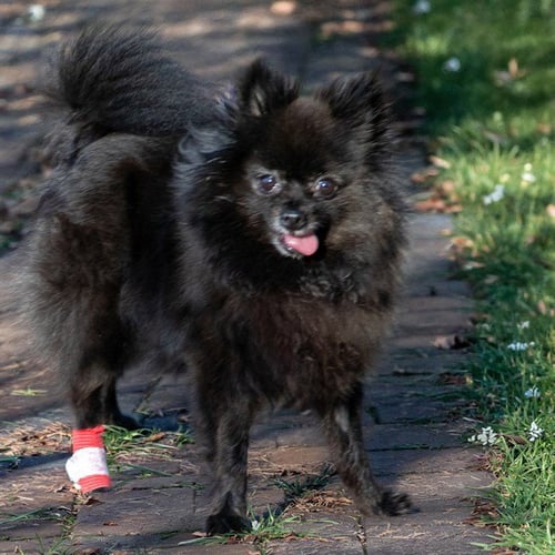 IZZY - Pomeranian available for adoption