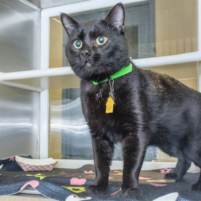 RAVEN - Domestic Short Hair available for adoption