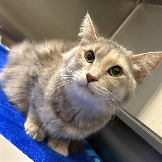 SNOW WHITE - Domestic Medium Hair available for adoption