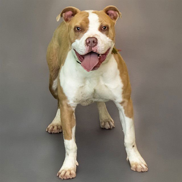 FAVOR - Pit Bull Terrier available for adoption