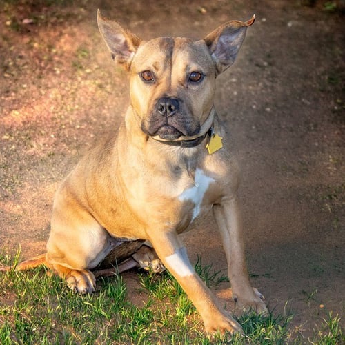 BLEP - Staffordshire Bull Terrier available for adoption