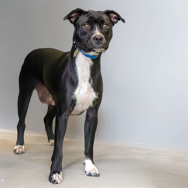 PRECIOUS - Pit Bull Terrier / Labrador Retriever available for adoption