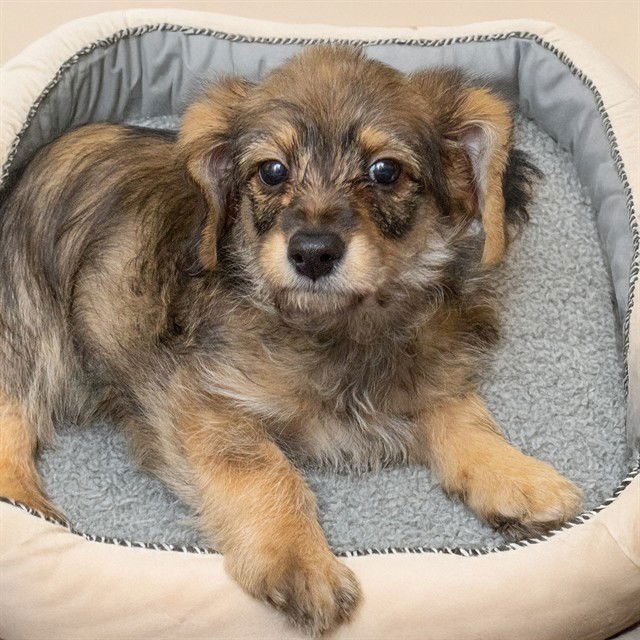 FIZZY - Poodle (Toy) / Beagle available for adoption