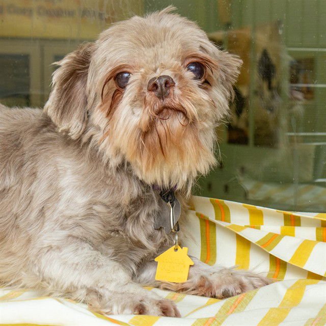 BROWNIE - Shih Tzu available for adoption