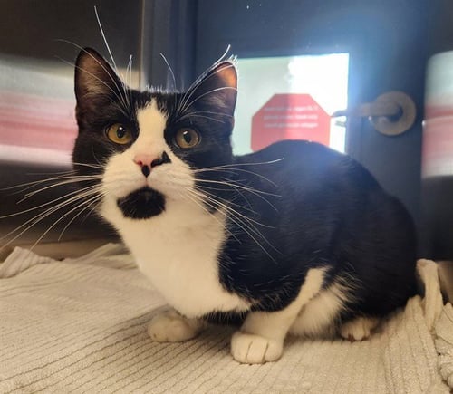 CHRIS - Domestic Short Hair available for adoption