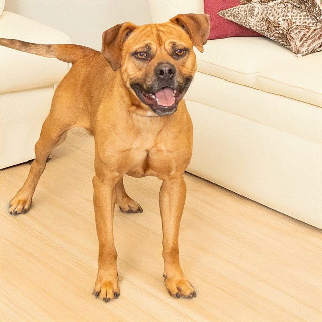 SHERLOCK BONES - Pit Bull Terrier / Boxer available for adoption