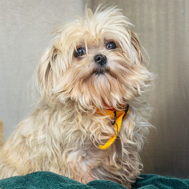 KAMARA - Shih Tzu / Maltese available for adoption