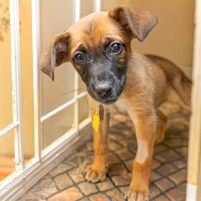TOSTADA - English Coonhound / Queensland Heeler available for adoption