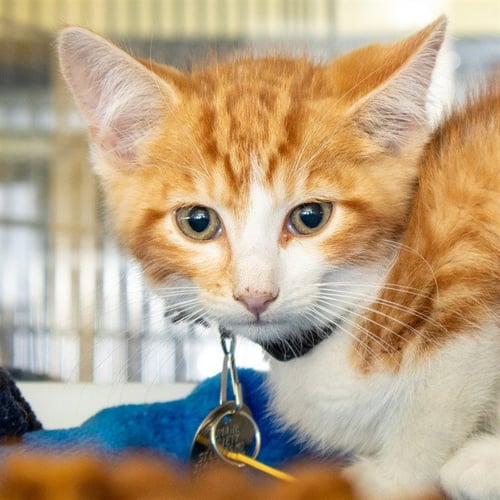 WILLIE NELSON - Domestic Short Hair available for adoption