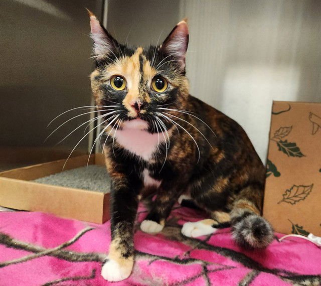 PATRICIA - Domestic Short Hair available for adoption