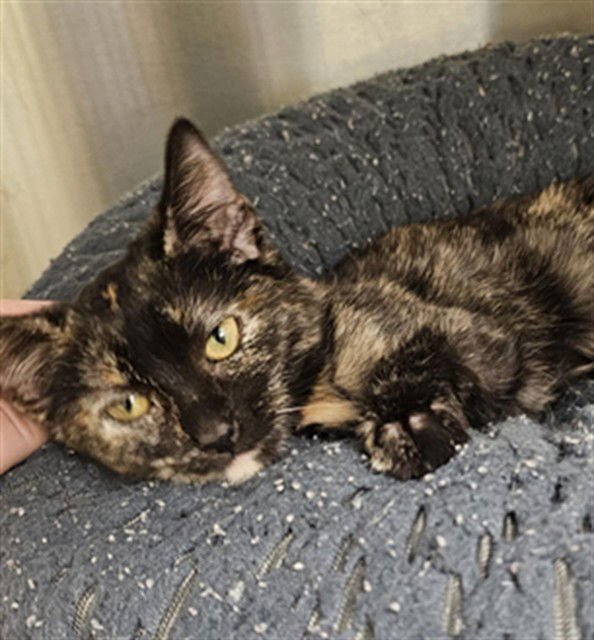 SIREN - Domestic Short Hair available for adoption